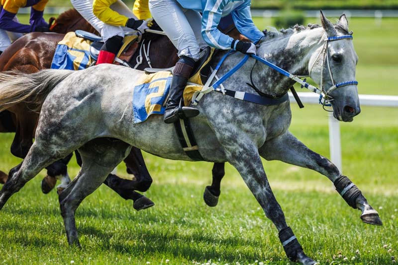 What Types of Bets Can Be Placed During a Live Horse Race?