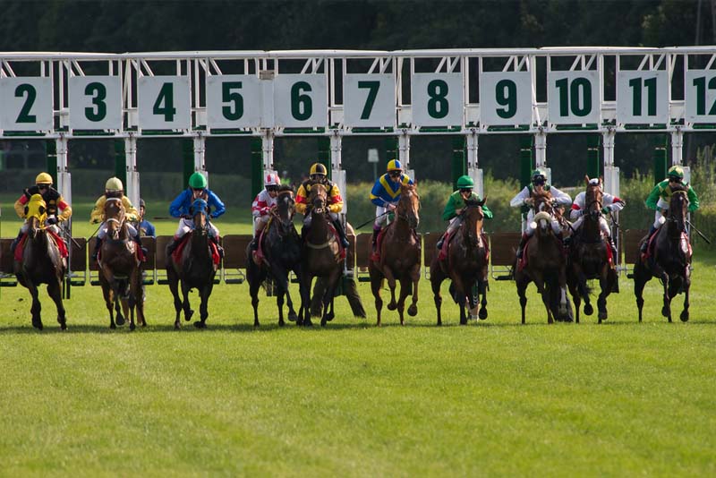 How to Offer Live Horse Racing Odds in Your PPH Sportsbook?