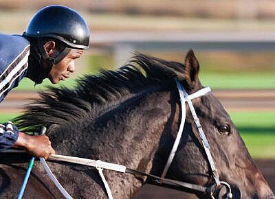 Why Pay Per Head Software Is a Game-Changer for Horse Racing Bookmakers