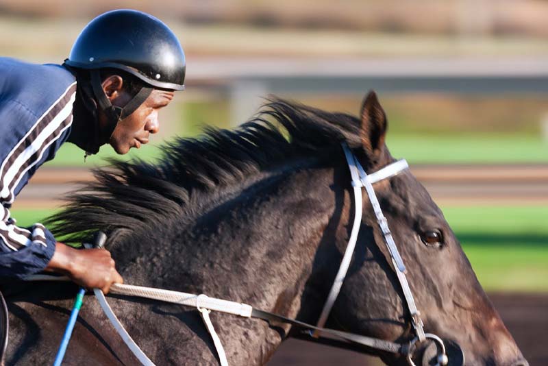 Why Pay Per Head Software Is a Game-Changer for Horse Racing Bookmakers