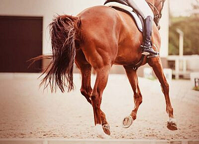 What Is Pay Per Head in Horse Race Betting?