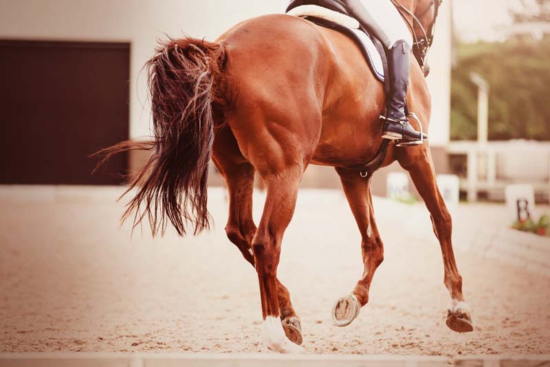 What Is Pay Per Head in Horse Race Betting?